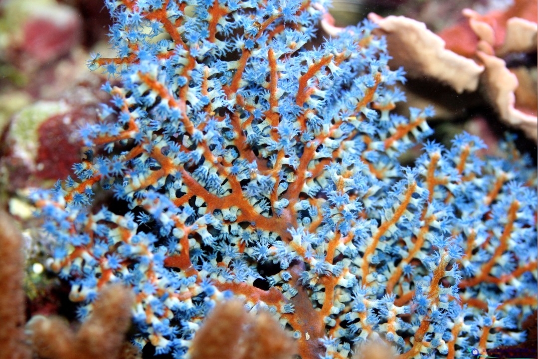 Acalycigorgia spec. Blaue Gorgonie Blue Star
