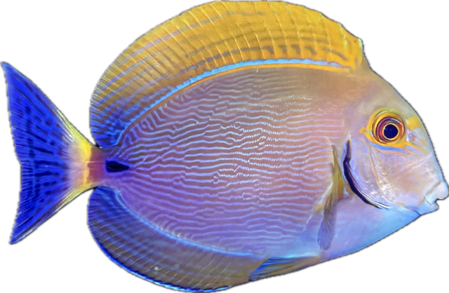 Acanthurus xanthopterus Gelbmasken-Doktor