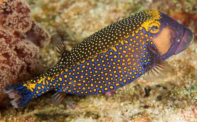Ostracion meleagris Weißtüfpel-Kofferfisch -Mann--M
