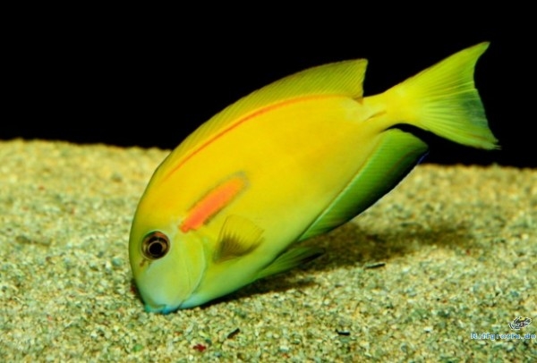 Acanthurus olivaceus - Orangefleck Doktorfisch