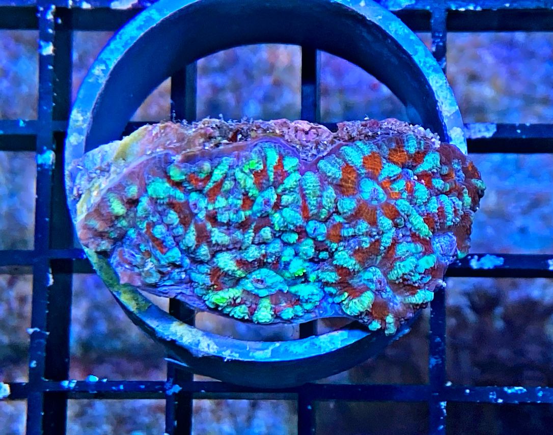 Acanthastrea lordhowensis - Großpolypige Steinkoralle - WYSIWYG 109