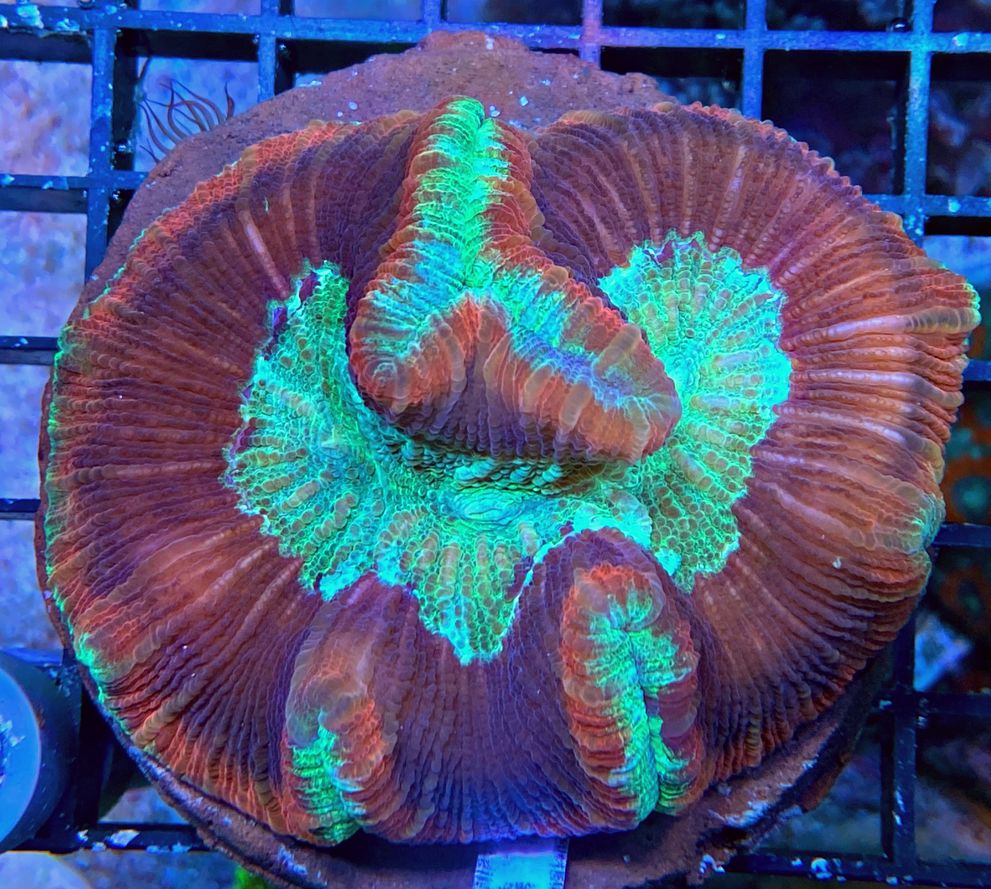 Trachyphyllia geoffroyi - Wulstkoralle-  Ultra Red - Multi Color - WYSIWYG 127b