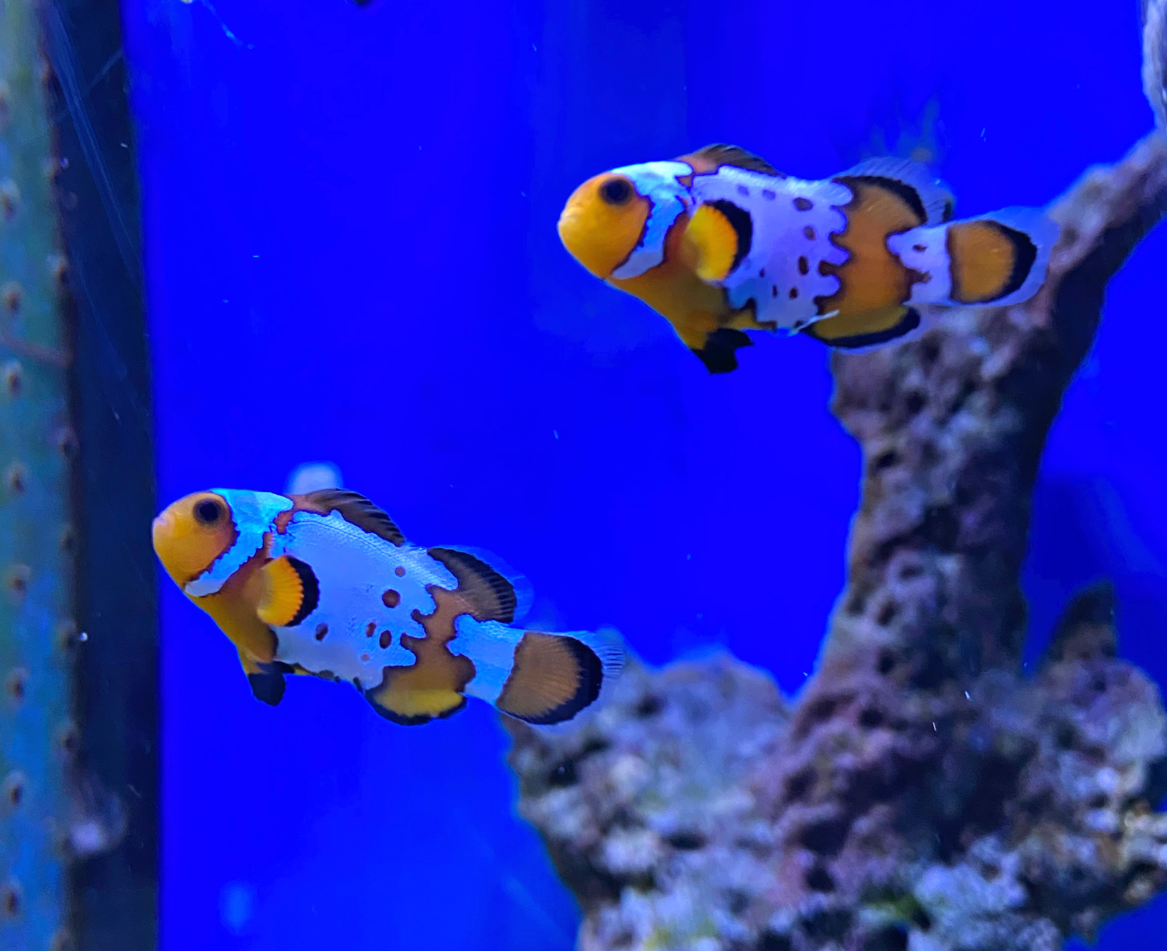 Amphiprion ocellaris bullet hole- Paar - NZ 