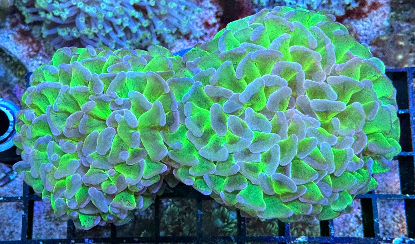 Euphyllia ancora - Hammerkoralle WYSIWYG 97a - Electric Love