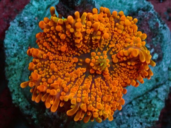 Ricordea yuma - Genoppte Scheibenanemone - Neon Orange - WYSIWYG - 