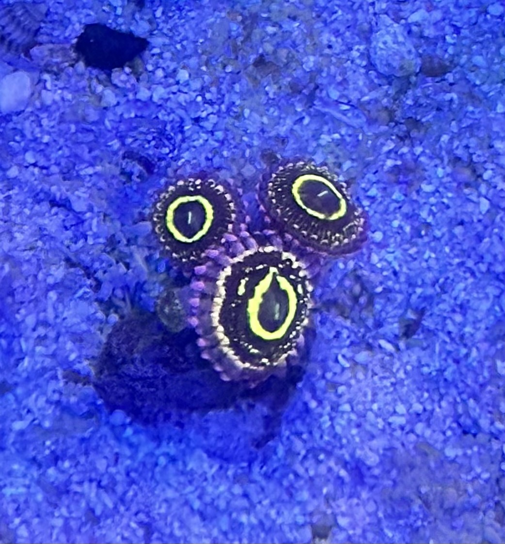 Zoanthus Stratosphäre