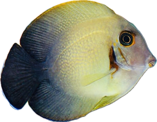 Doktorfisch Acanthurus triostegus Gitter-Doktorfisch-S