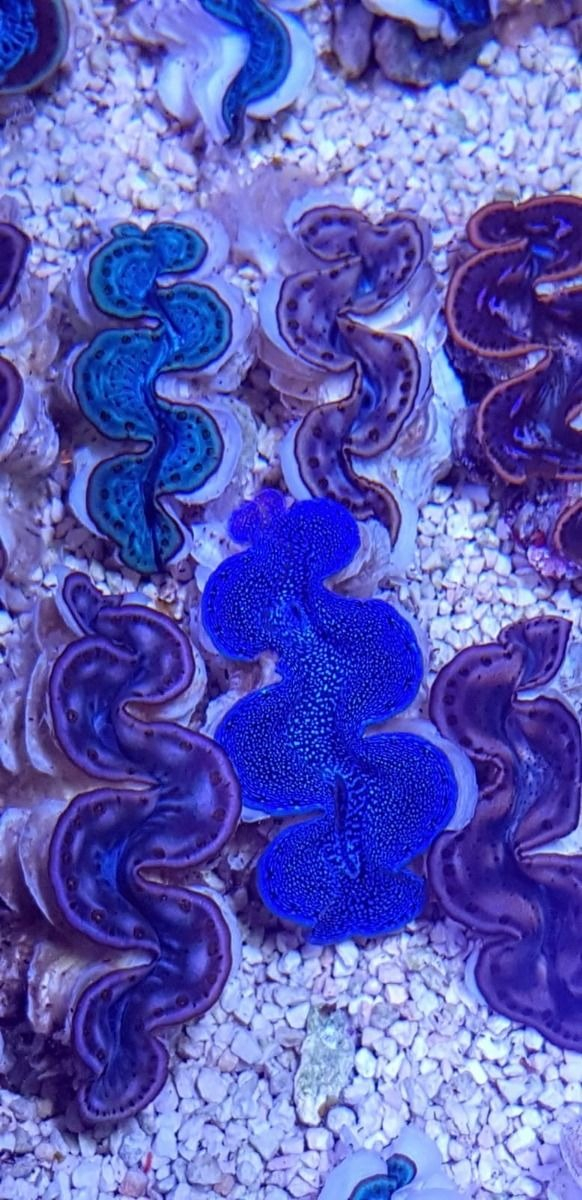 Muschel Tridacna maxima ultra Größe M 
