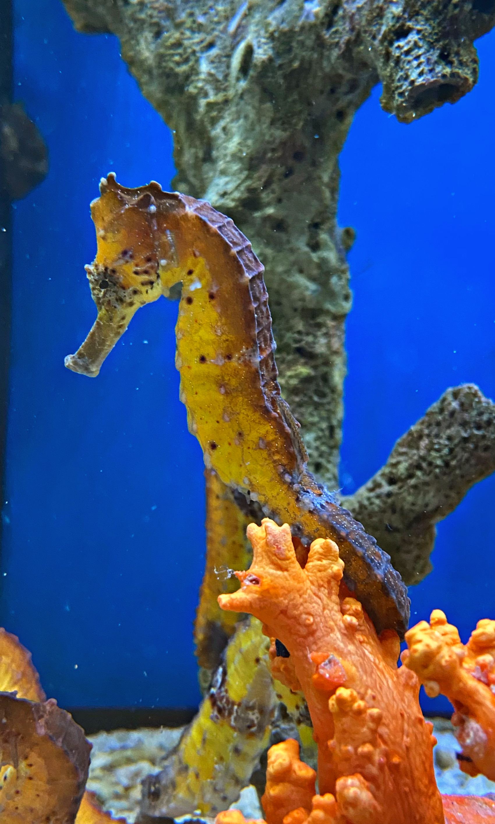 Hippocampus kuda: Langschnäuziges Seepferdchen Color Orangeish - PAAR  NZ