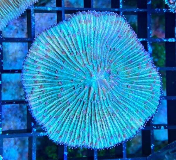 Fungia repanda - Plattenkoralle - Green Grade B  - WYSIWYG4