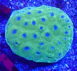 Diploastrea heliopora blue dip Premium Color - WYSIWYG 111