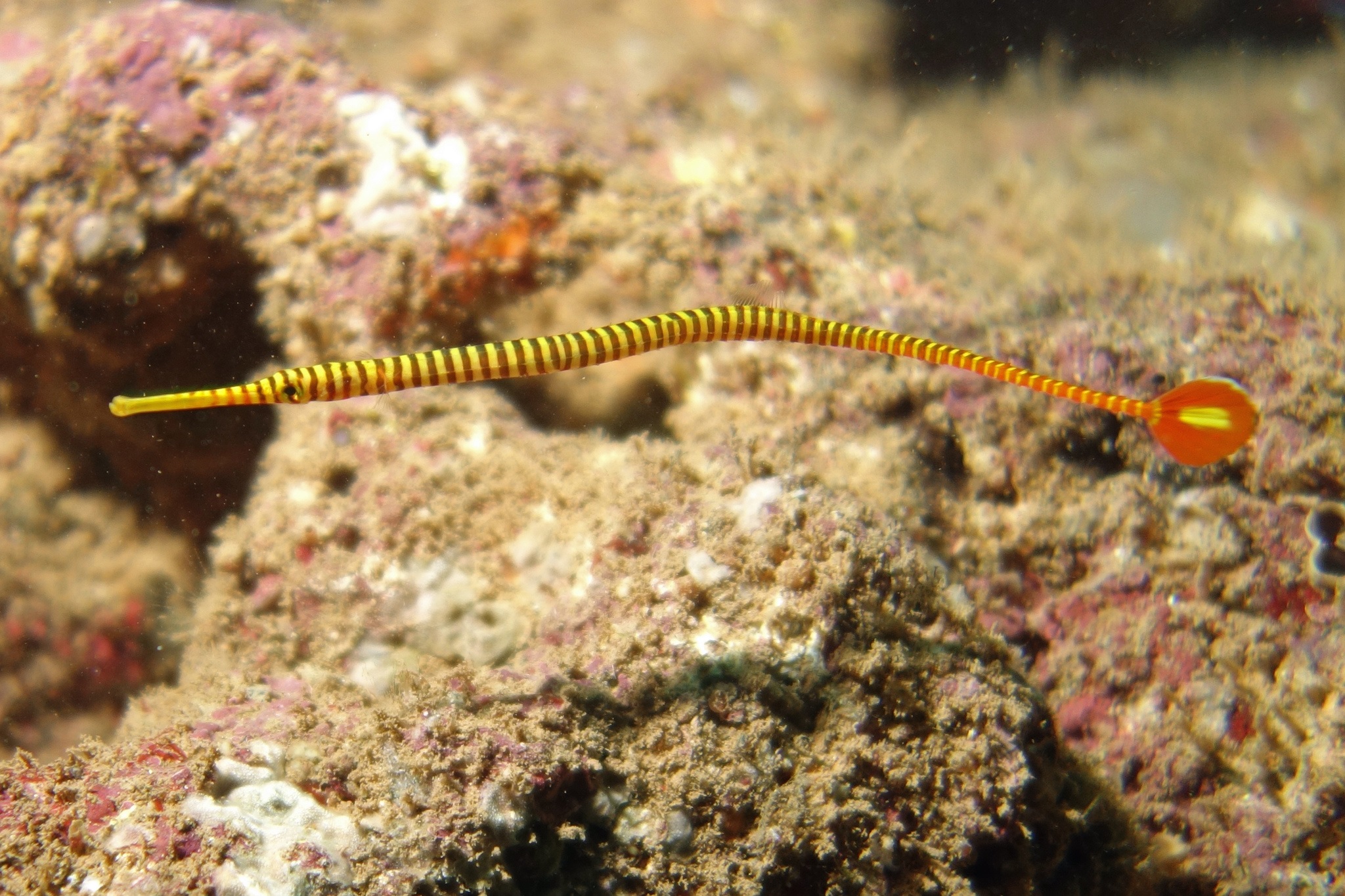 Dunckerocampus pessuliferus Sulu-Seenadel Paar