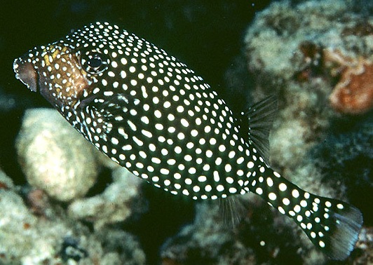 Ostracion meleagris Weißtüfpel-Kofferfisch-S