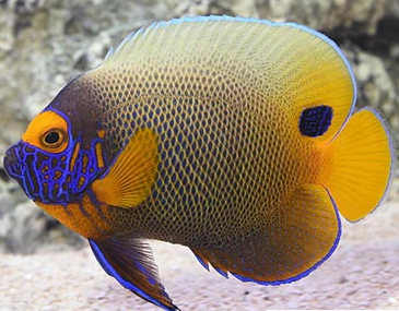 Kaiserfisch Pomacanthus xanthometopon Sub-Aduld