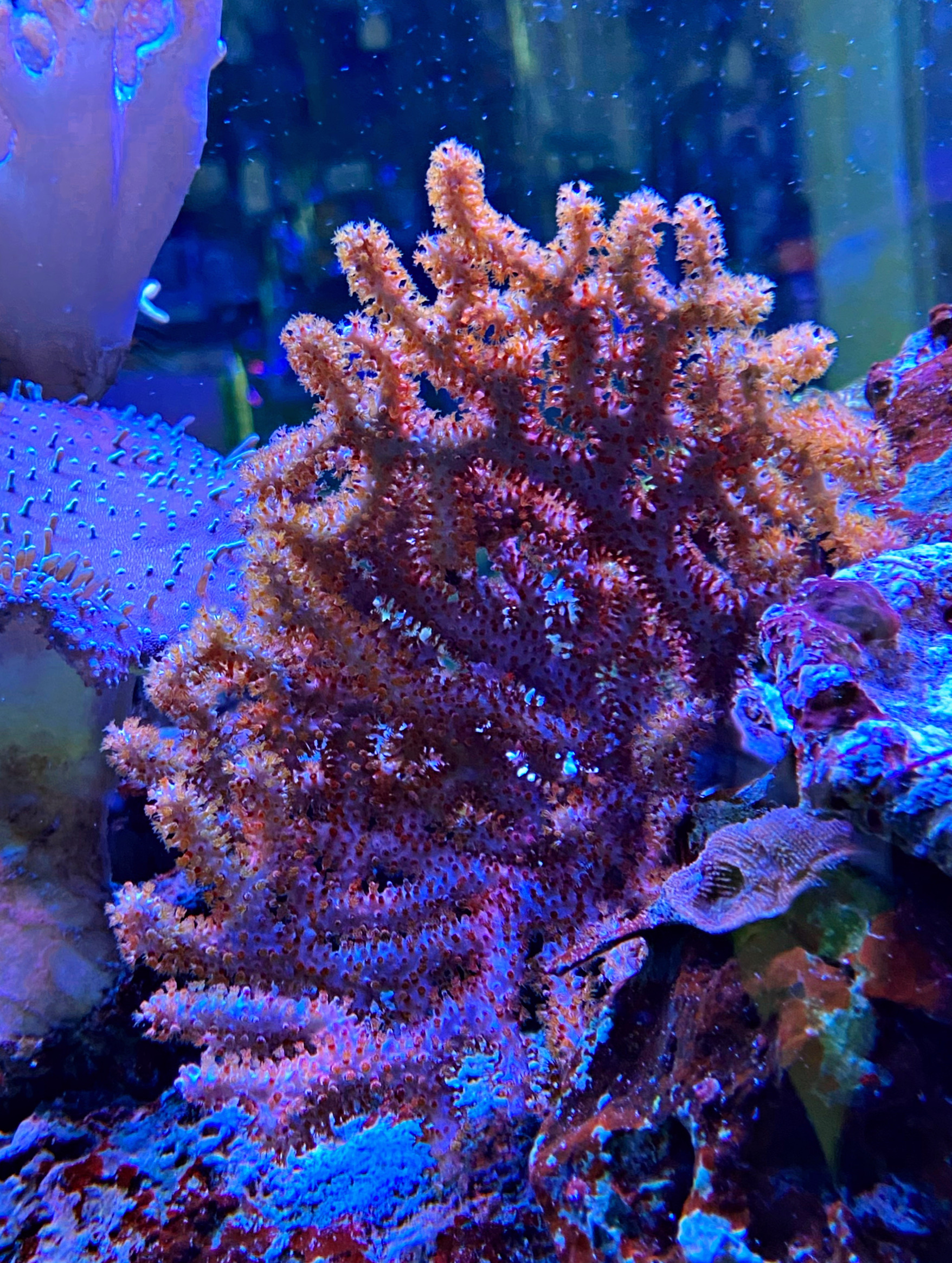 Echinogorgia sp. - Farbwechselnde Gorgonie TwoTone  WYSIWYG