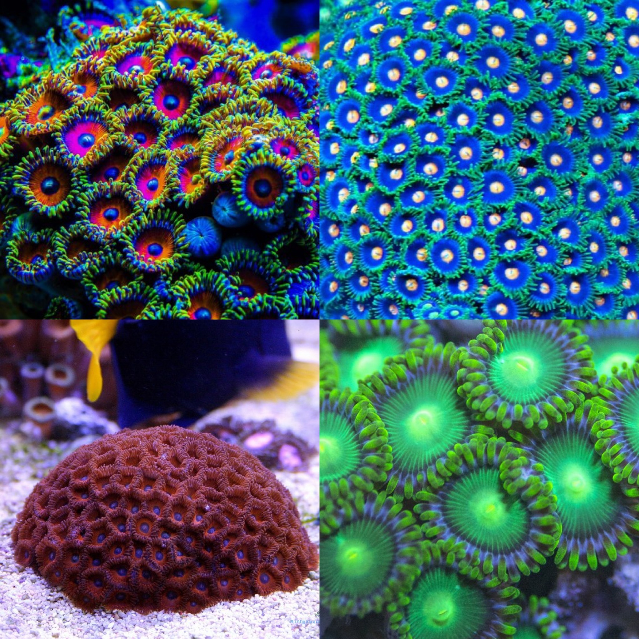  Zoanthus Color - Set aus 4 verschiedenen Krustenanemonen