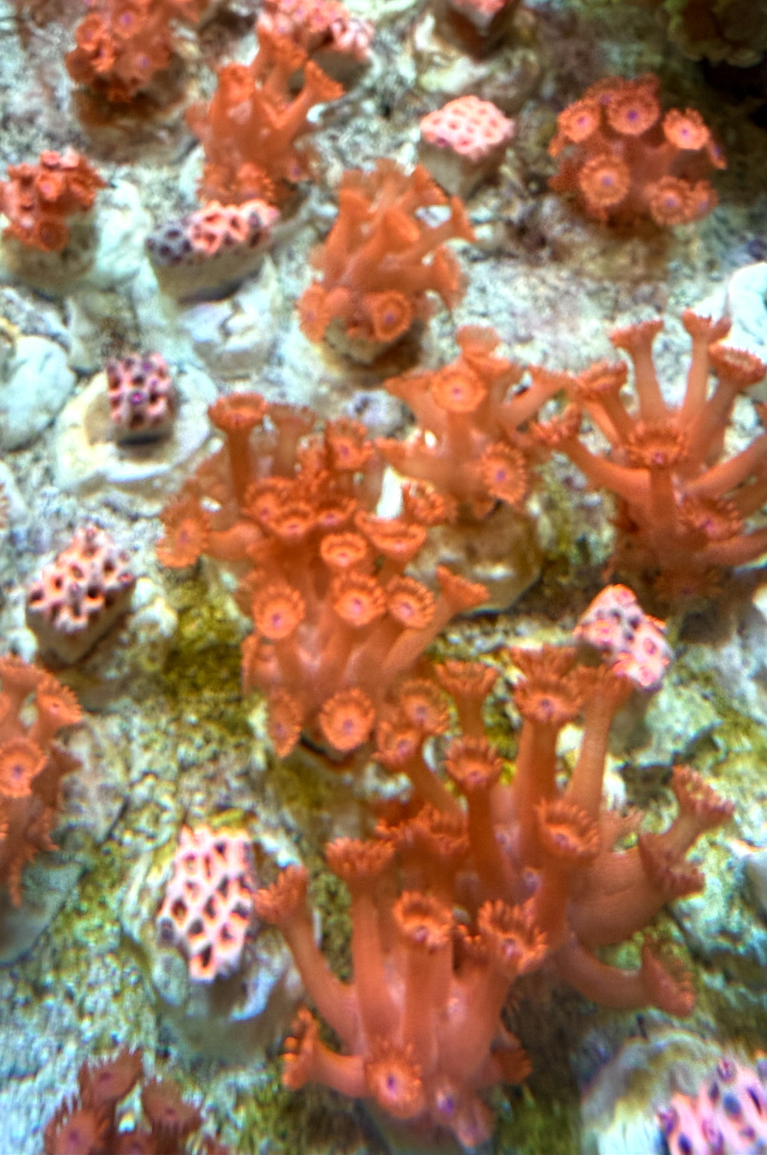 Goniopora lobata Margerittenkoralle - Ultra red Long Polyp NZ
