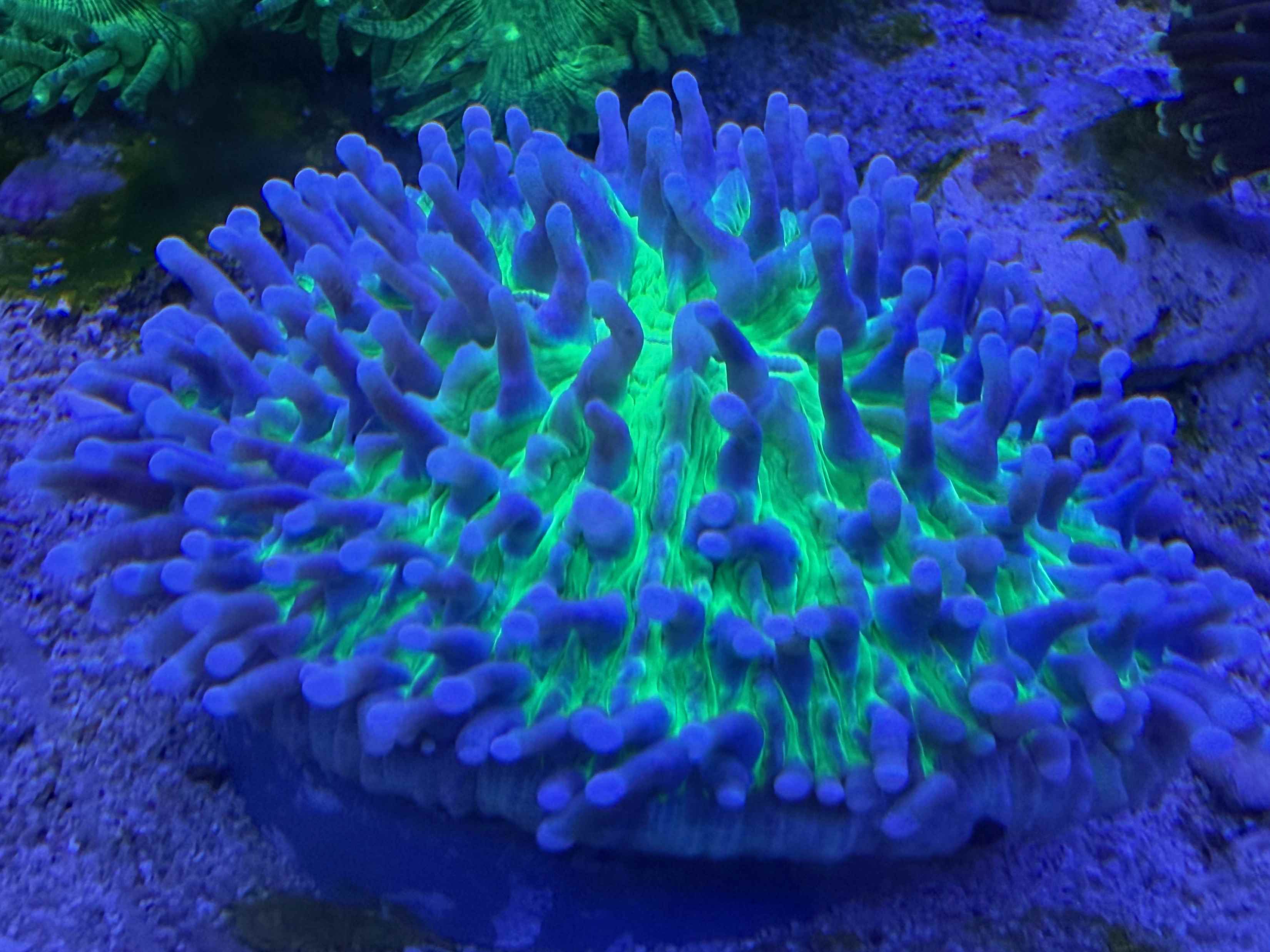 Heliofungia actiniformis - Anemonen Pilzkoralle - green Octopus WYSIWYG 117