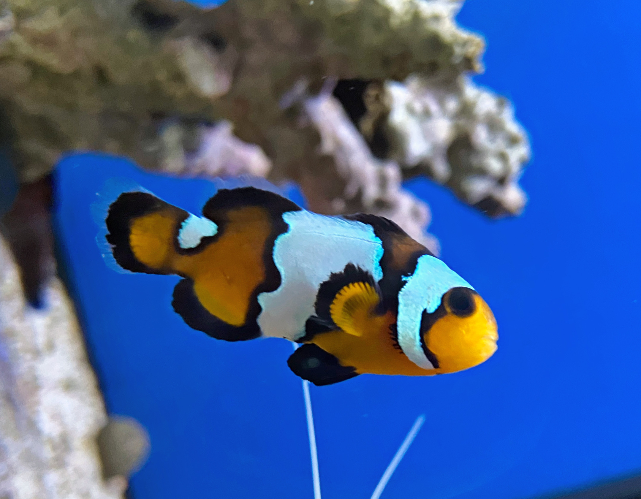 Amphiprion Ocellaris - black Ice Snowflake - NZ Clown-Anemonenfisch