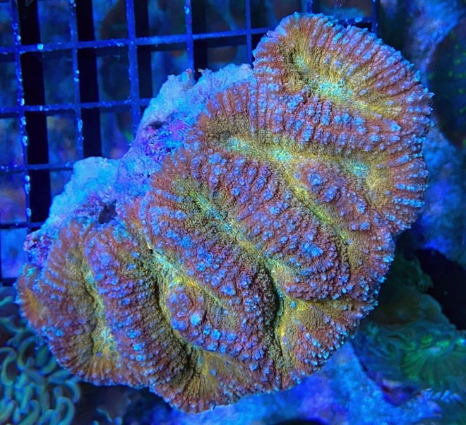 Symphyllia spec. Steinkorallen - Premium Color - WYSIWYG 190