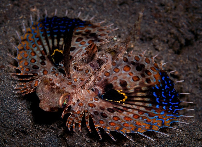 Orientalischer Flughahn: Dactyloptena orientalis
