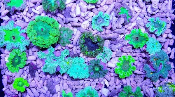 Phymanthus crucifer Perlenanemone - Grün