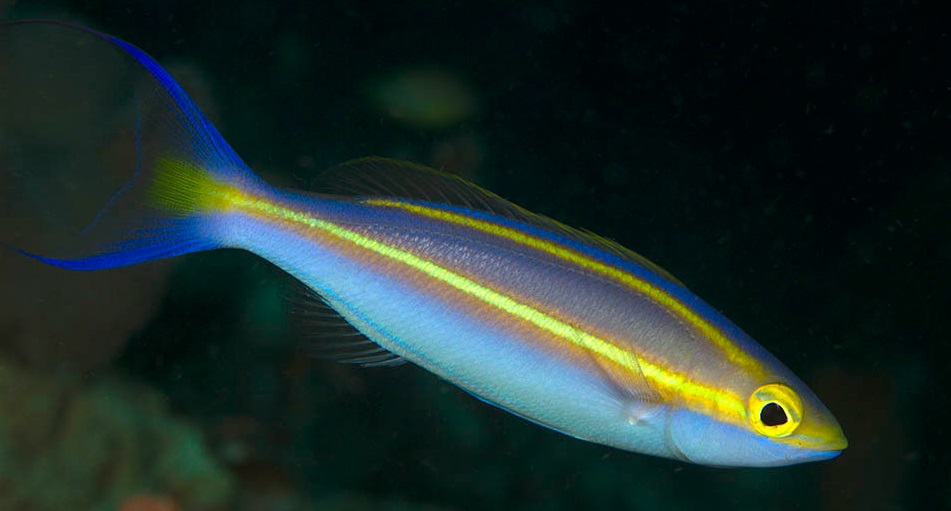 Pentapodus emeryii Emerys Scheinschnapper - Bananenfisch
