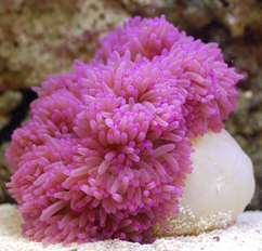 Heteractis crispa Lederanemone - Purple Color