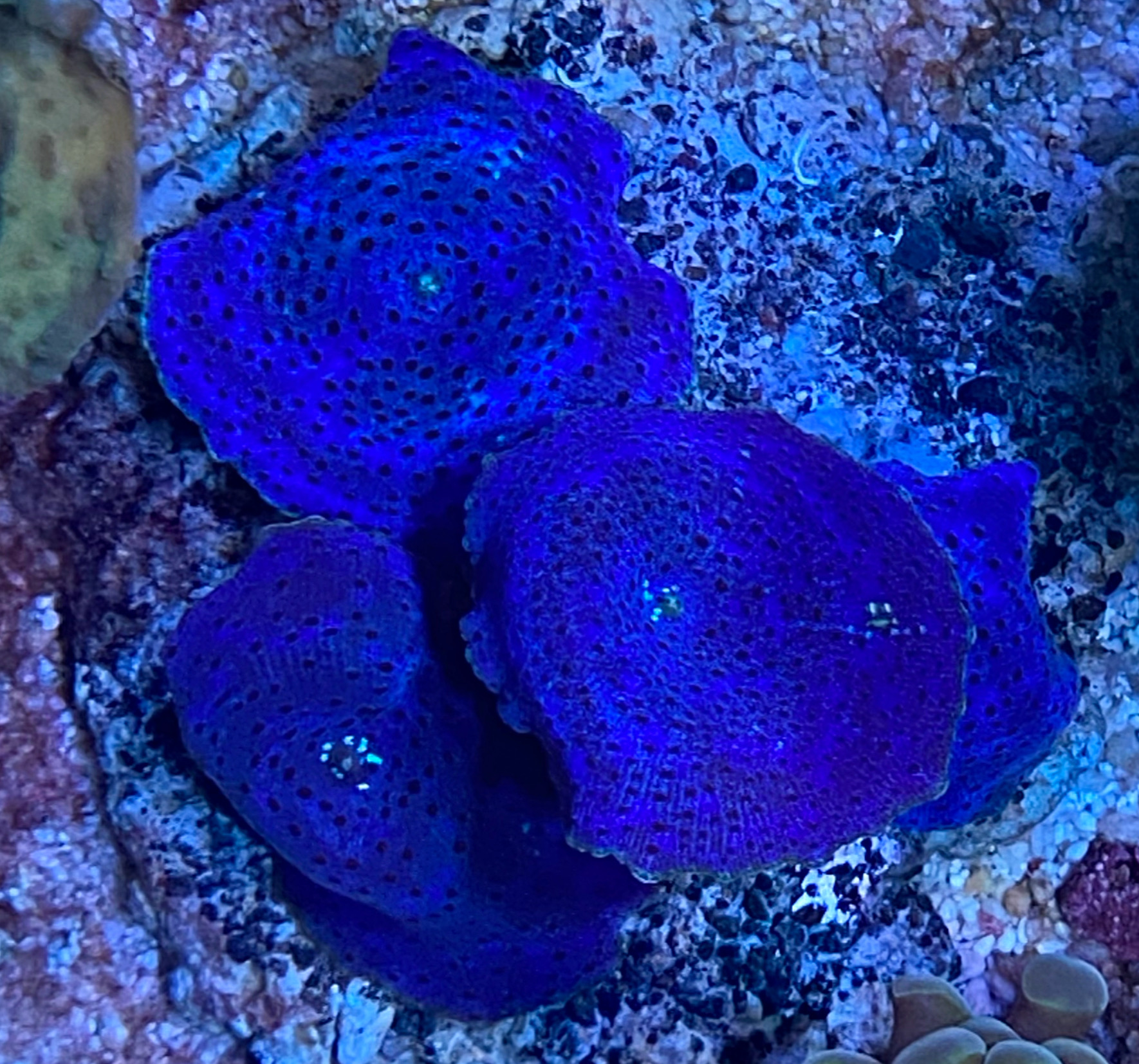 Scheibenanemone Rhodactis spec. Ultra Blue