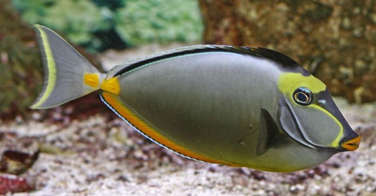 Doktorfisch Naso lituratus