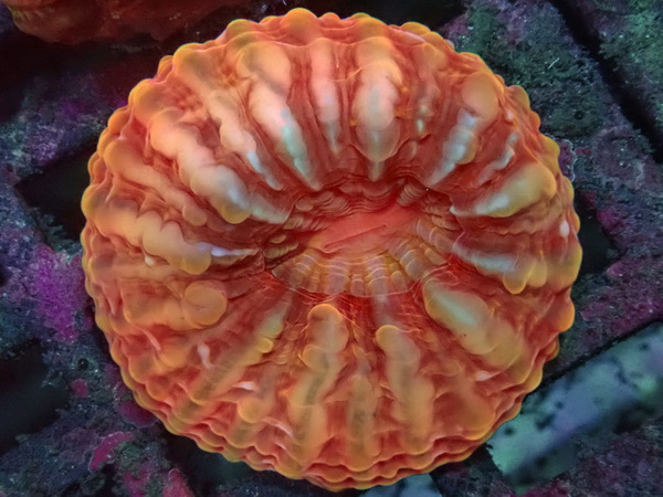  Cynarina lacrymalis -Tränenkoralle - Ultra red WYSIWYG 139