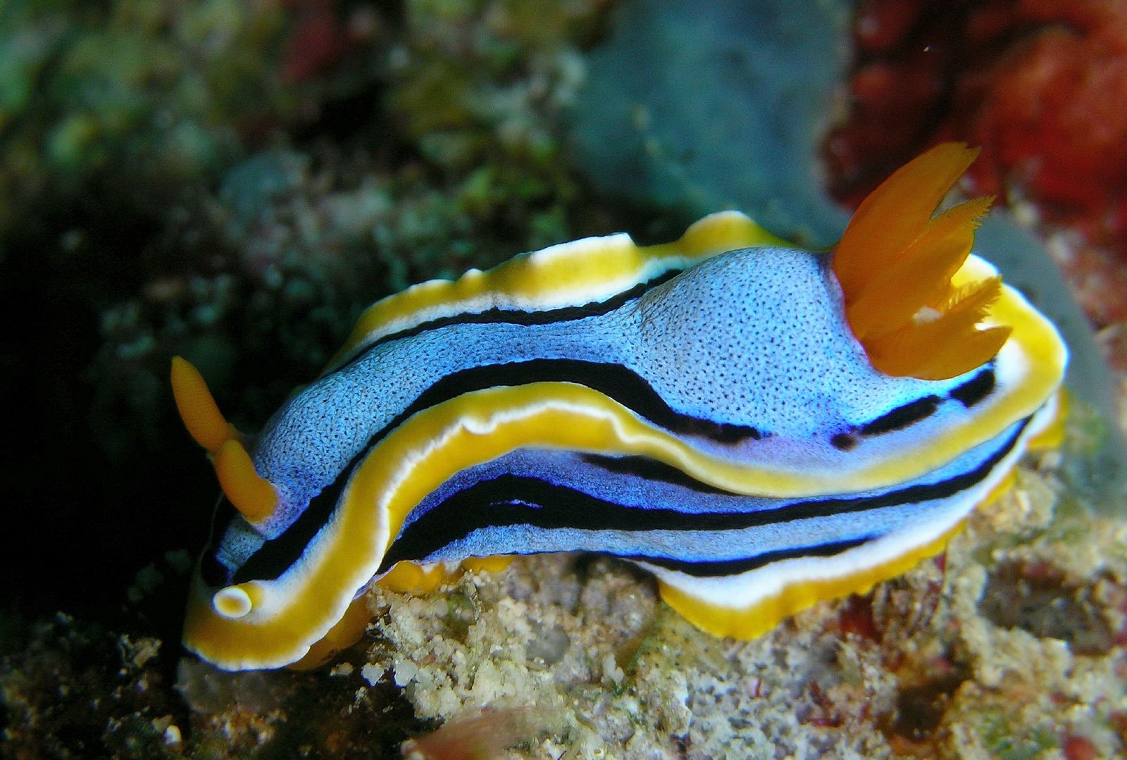  Chromodoris annae - Nacktschnecke