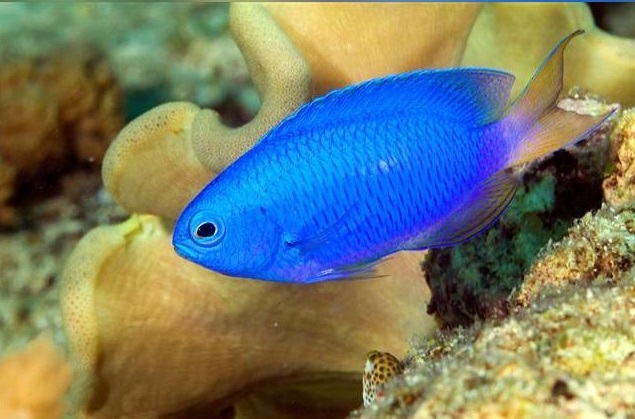 Pomacentrus coelestis Neon-Demoiselle