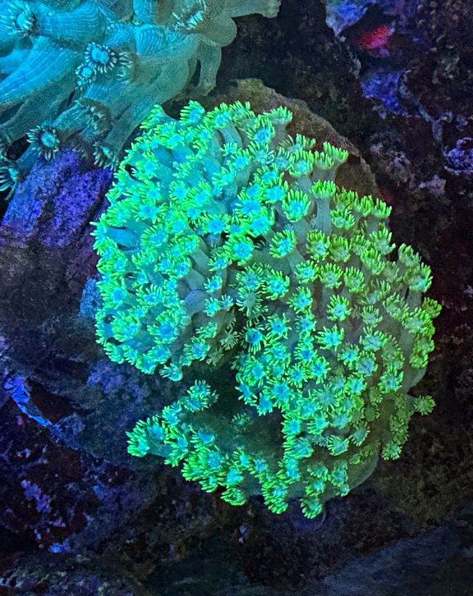 Goniopora lobata - Margerittenkoralle - Ultra two tone - WYSIWYG123