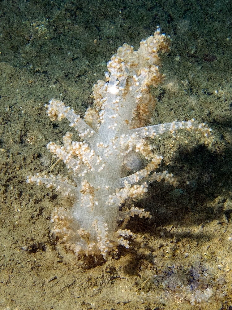 Studeriotes longiramosa - Weihnachtsbaum-Koralle