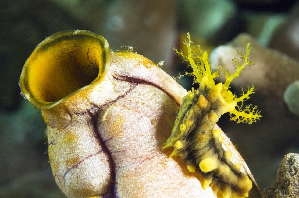 Colochirus robustus - Gelbe Seewalze