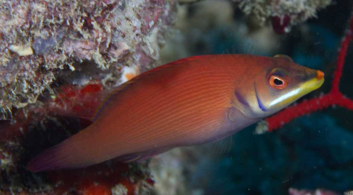 Pseudocheilinus evanidus Streifen-Zwerglippfisch