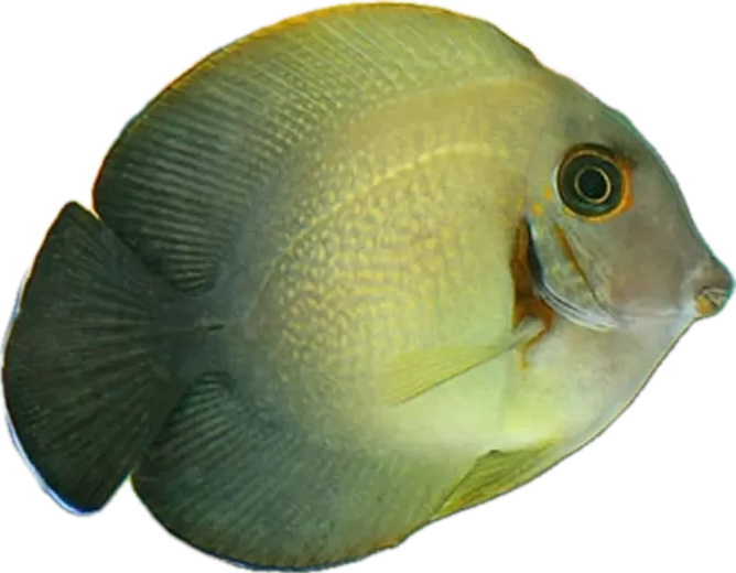 Acanthurus   chronixis Doktorfisch