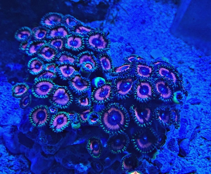 Zoanthus  - Krustenanemone - WYSIWYGzoa2