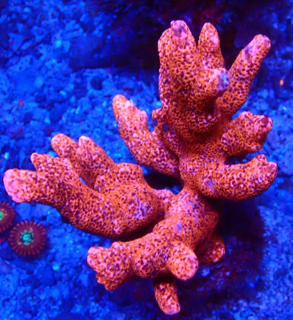 Montipora Samarensis  Spec. Hochwachsende RED Monster Montipora 