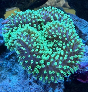 Sarcophyton Ehrenbergi - NEON Green - WYSIWYG - Größe S-M