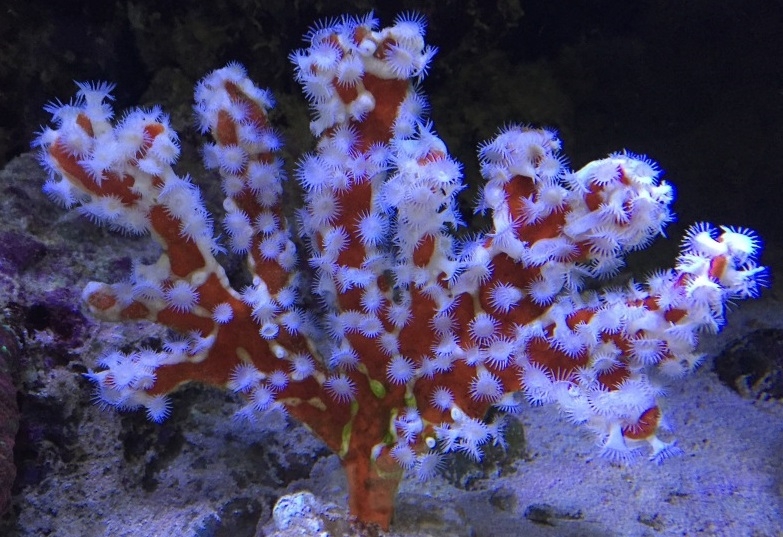 Trikentrion flabelliforme Rotweißer Schwamm, Australien