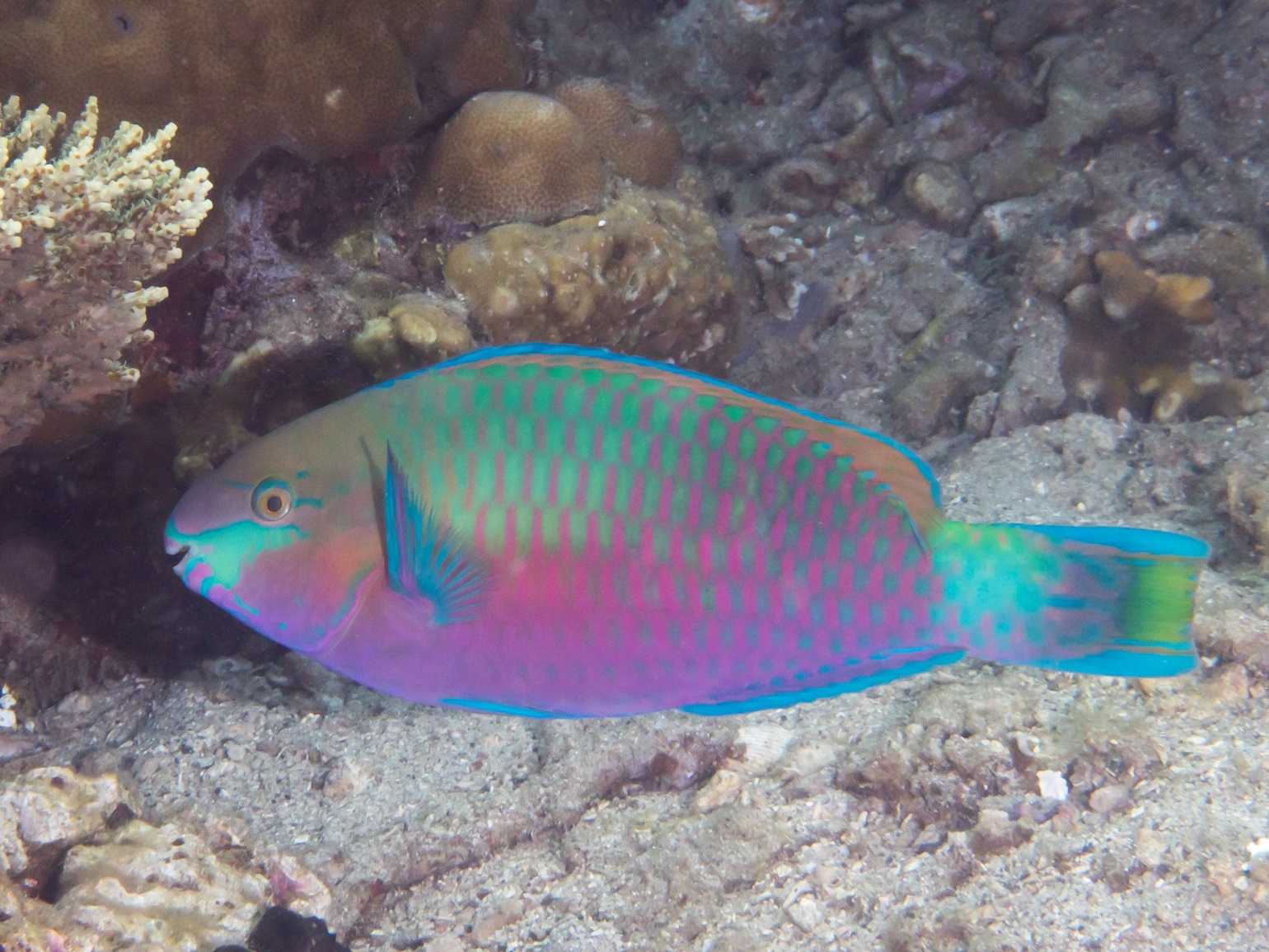 Scarus quoyi - Regenbogen Papageifisch M