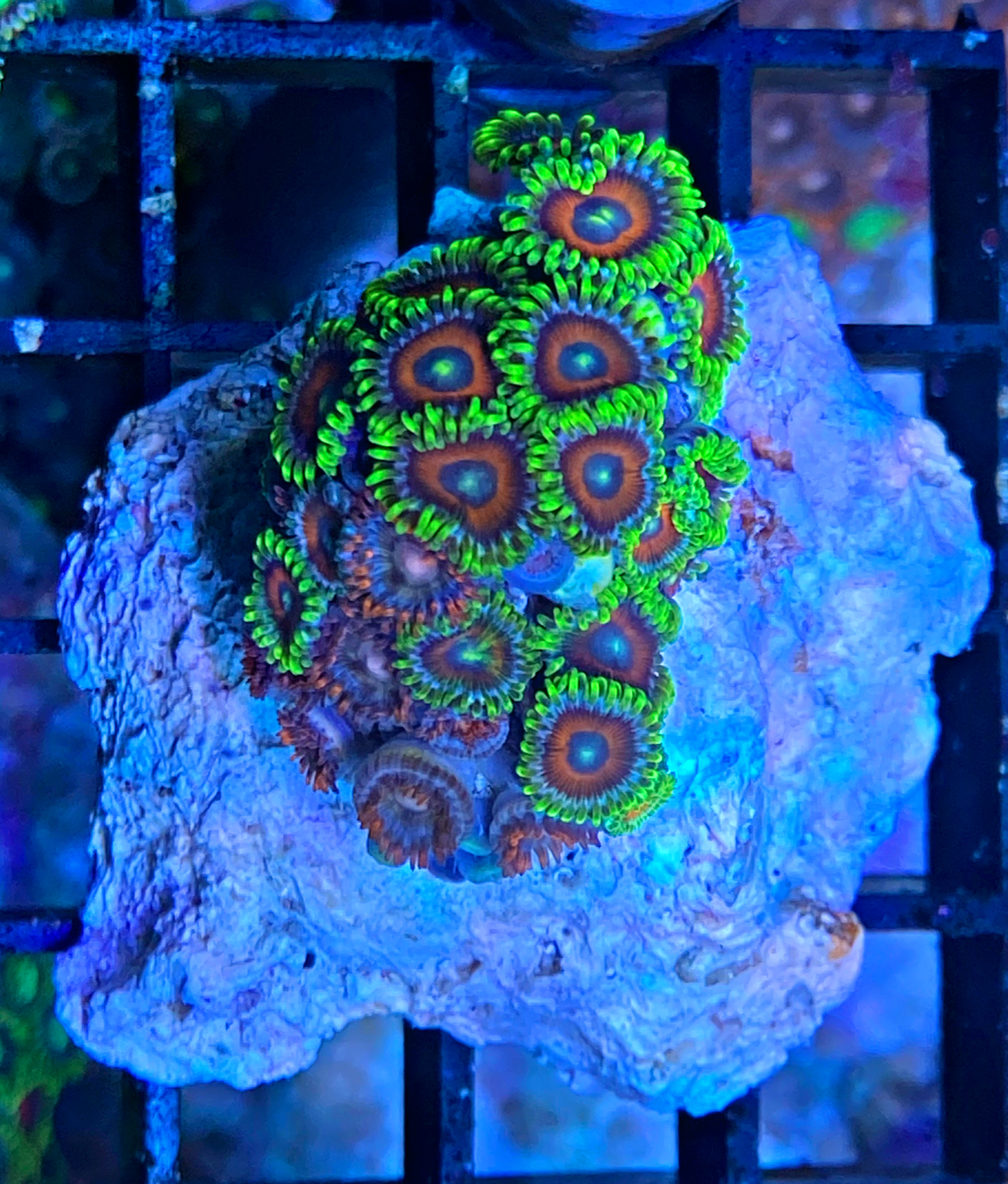 Zoanthus - MultiColor - Krustenanemone - WYSIWYGzoa2a