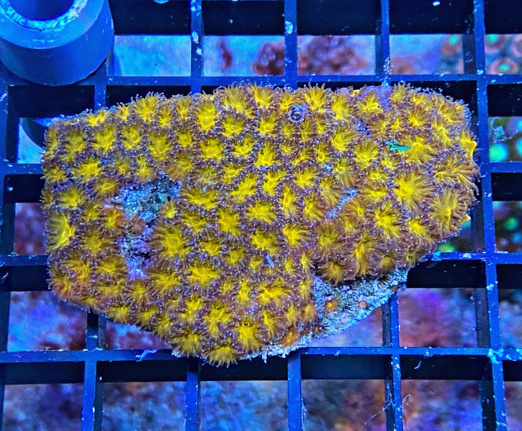 Leptastrea purpurea - Burning Ember - WYSIWYG 413b