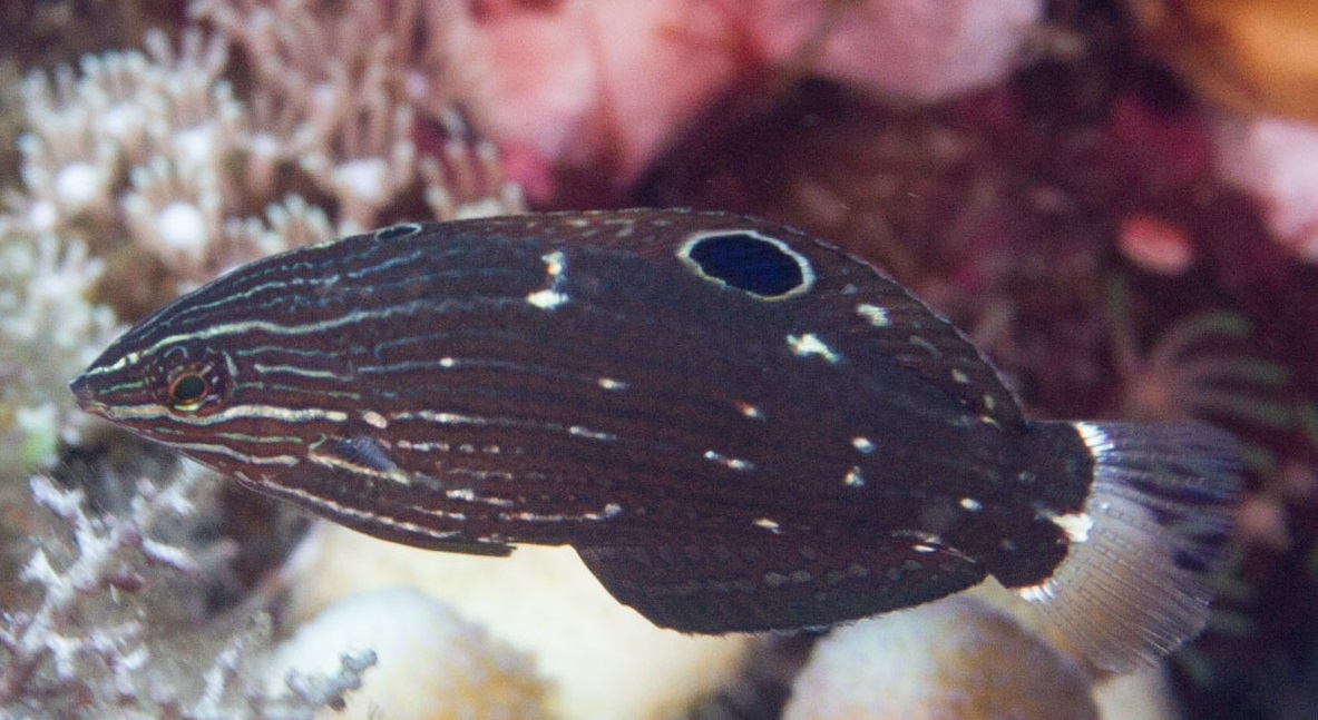 Halichoeres marginatus - Prachtregenbogenlippfisch