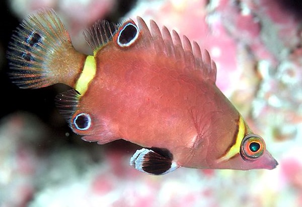 Wetmorella nigropinnata Höhlenlippfisch