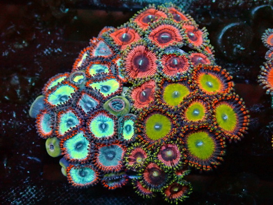 Protopalythoa sunshine MIX  Krustenanemone - Super Soft Polyps WYSIWYG 150