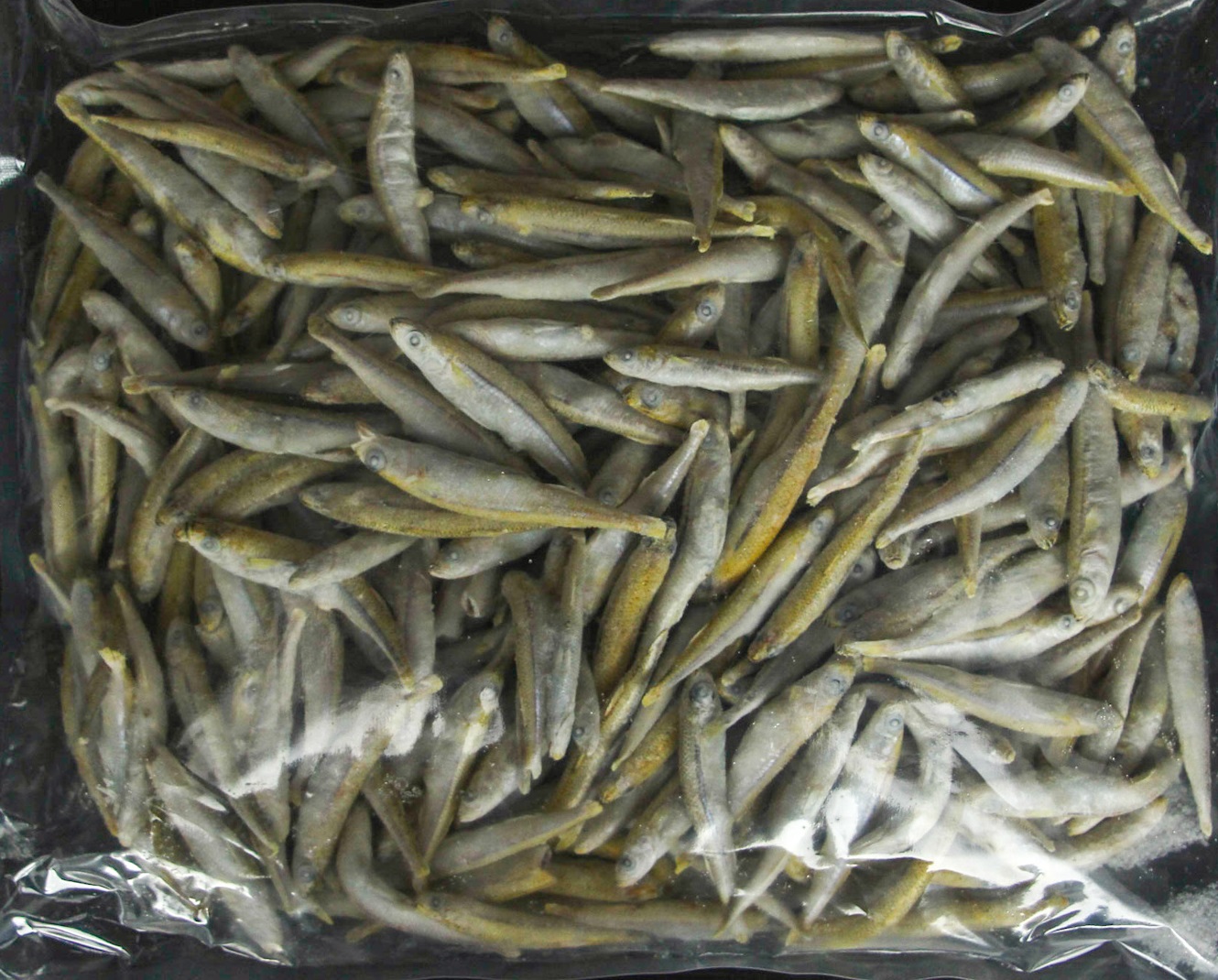 Frostfutter Stinte kleine Fische 4-6 cm 500g