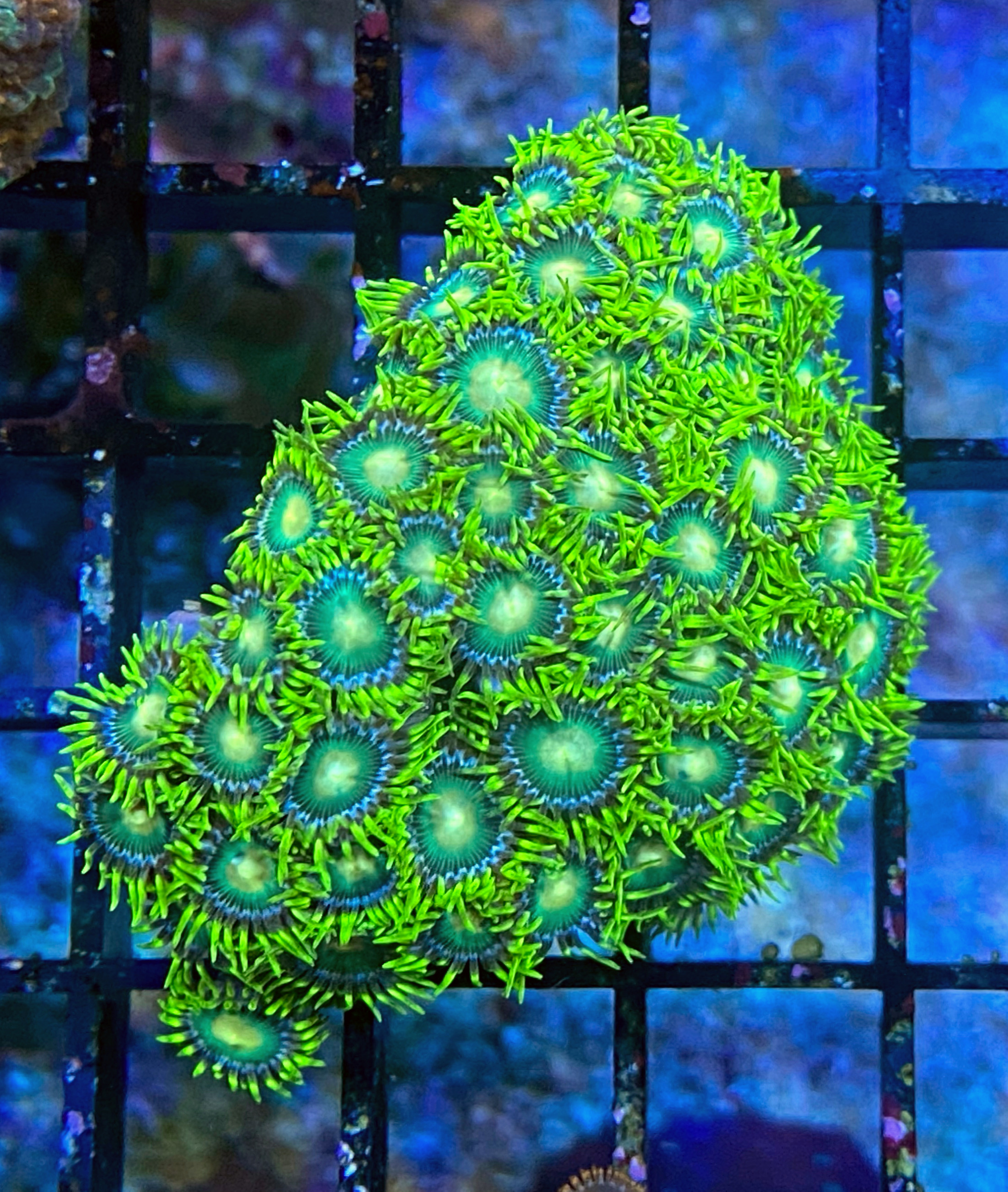 Zoanthus spec. - Krustenanemonen - Fresh Lime